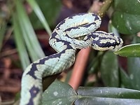 IMG_7387