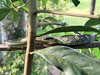 IMG_7379