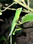 IMG_7515