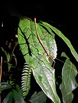 IMG_7522