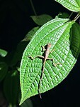 IMG_7532