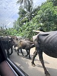 IMG_7553