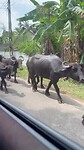 Traffic Jam
