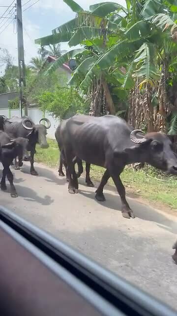 Traffic Jam