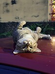 IMG_7733