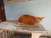 IMG_2588
