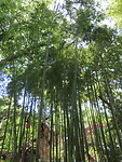 IMG_2774