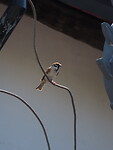 IMG_2784