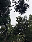 IMG_0051