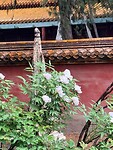 IMG_0052