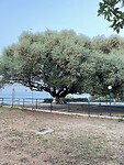 IMG_0651
