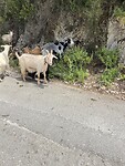 IMG_0708