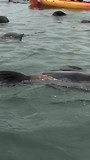 kayak tussen de zeehondjes