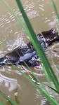 Platypus