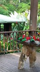 Vogels voederen