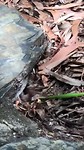 Tarantula