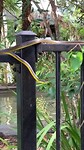 Green tree snake