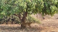 Leeuw in lower zambezi np klimmend in boom