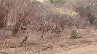 Wilde honden in Lower Zambezi NP