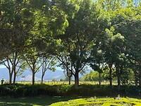 IMG_1419