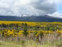 IMG_2484