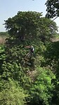 Acro-Baobab