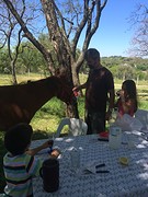 Zelfs paarden houden van Coca-Cola