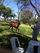 Paard-parazzi