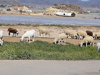 Af en toe komen er wat schapen voorbij.