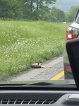 Armadillo