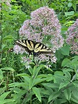 Tiger Swallowtail
