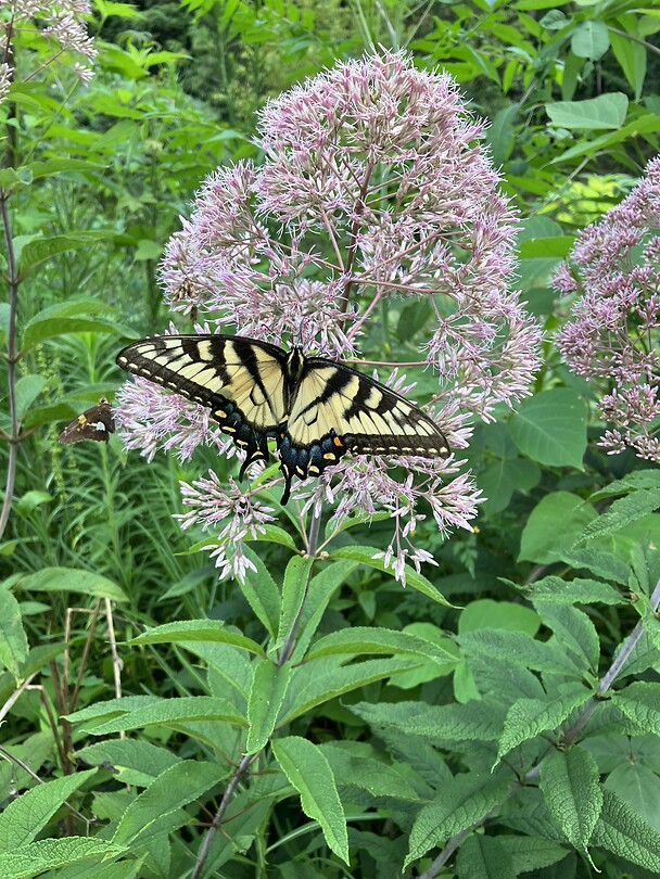 Tiger Swallowtail