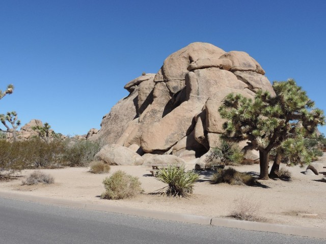 Rots met joshua trees