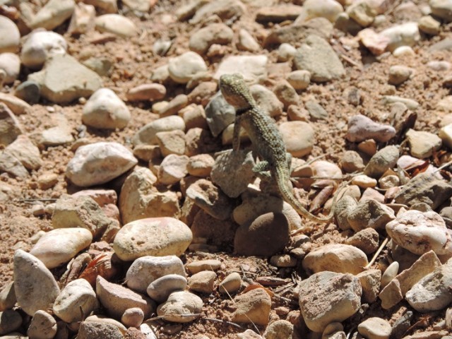 Dave, een dino!