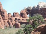 Pine tree arch