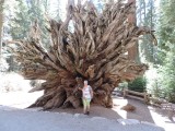 Omgevallen sequoia