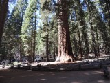 Sequoias