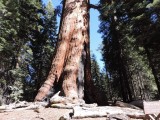 Giant grizzly