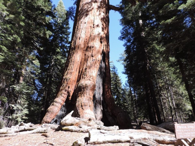 Giant grizzly