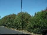 Oleanders als heg langs de snelweg...