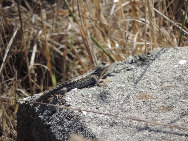 Salamanders in het wild