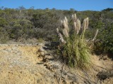 Plant in het wild