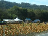 Pompoenfestival in Half moon bay
