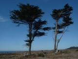 Verdwaalde bomen aan de kust