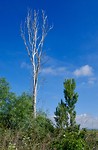P1020667