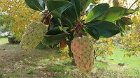 Deze vruchten  horen bij de Magnolia soorten en stonden gewoon op onze camperplek