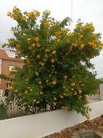 Wat een bloemen pracht