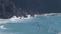 Surfers