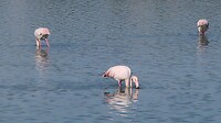 En weer Flamingo's nu in Calpe