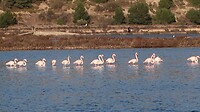 De laatste Flamingo's